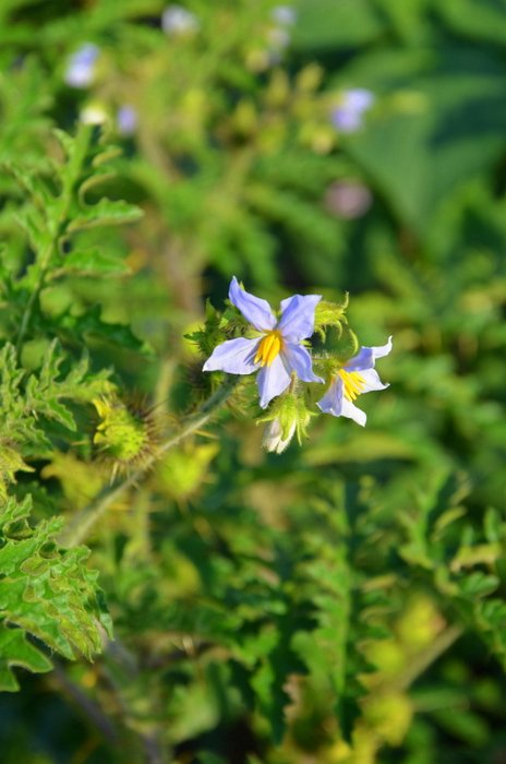 Solanum species (2)